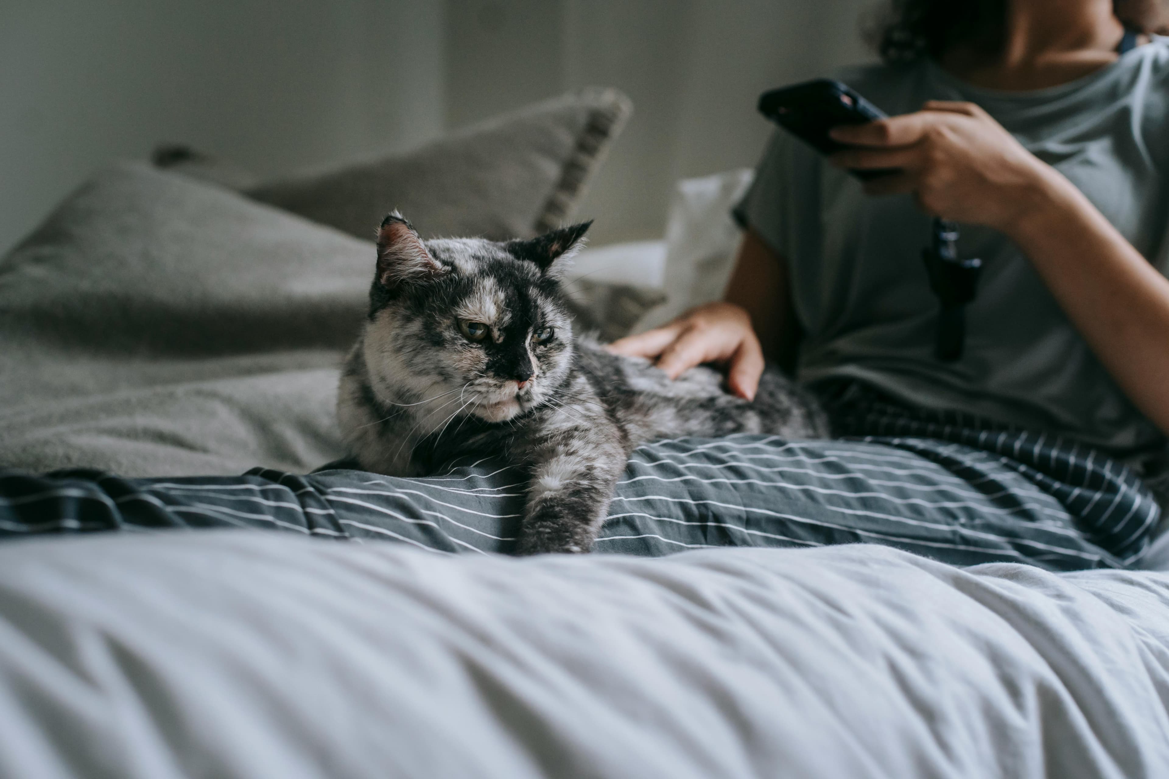 Guía de nutrición para gatos senior
